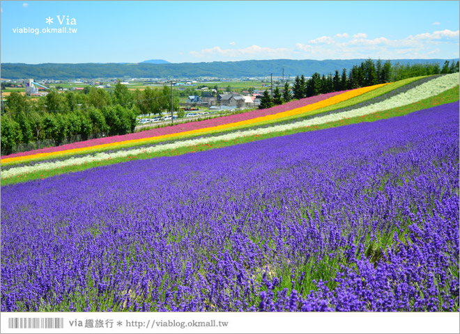 富田農場》北海道推薦景點。富田農場花季～超美的彩虹花田＋薰衣草田（上集）