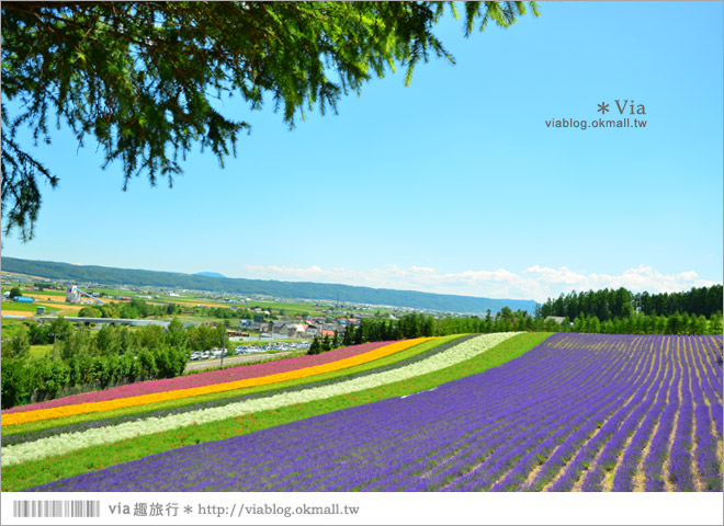 富田農場》北海道推薦景點。富田農場花季～超美的彩虹花田＋薰衣草田（上集）