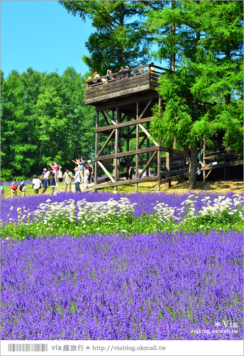 富田農場》北海道推薦景點。富田農場花季～超美的彩虹花田＋薰衣草田（上集）