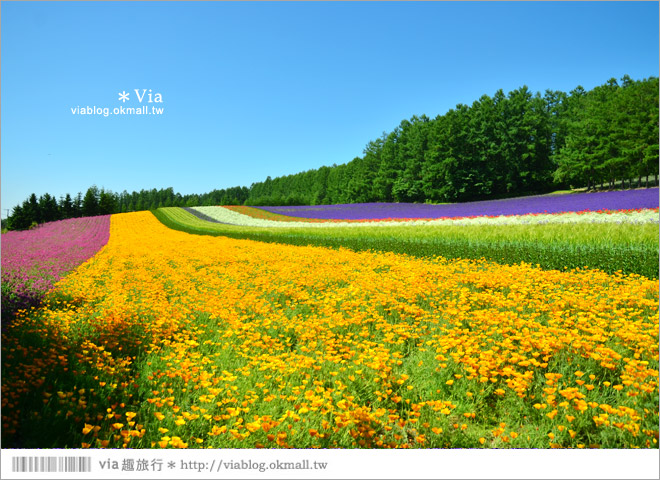 富田農場》北海道推薦景點。富田農場花季～超美的彩虹花田＋薰衣草田（上集）