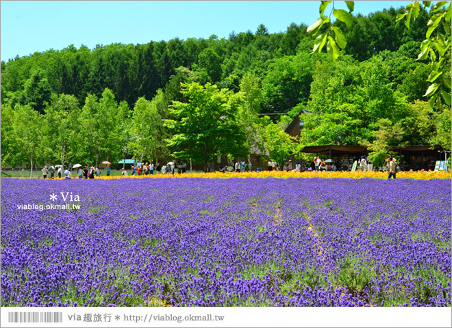 北海道自由行》富田農場(ファーム富田)～彩色花田+哈密瓜商店+薰衣草美食篇（下集）