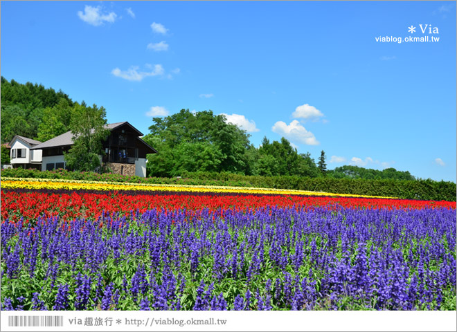 北海道自由行》富田農場(ファーム富田)～彩色花田+哈密瓜商店+薰衣草美食篇（下集）