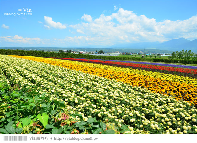 北海道自由行》富田農場(ファーム富田)～彩色花田+哈密瓜商店+薰衣草美食篇（下集）