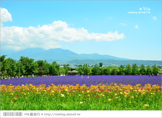 北海道自由行》富田農場(ファーム富田)～彩色花田+哈密瓜商店+薰衣草美食篇（下集）