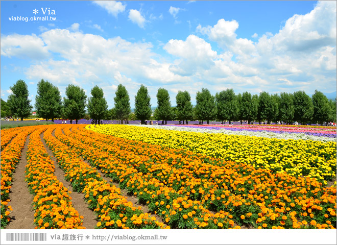 北海道自由行》富田農場(ファーム富田)～彩色花田+哈密瓜商店+薰衣草美食篇（下集）