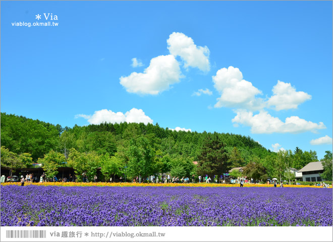 北海道自由行》富田農場(ファーム富田)～彩色花田+哈密瓜商店+薰衣草美食篇（下集）