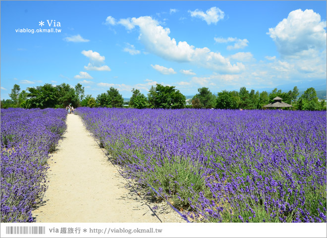 北海道自由行》富田農場(ファーム富田)～彩色花田+哈密瓜商店+薰衣草美食篇（下集）