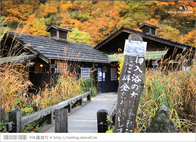 秋田溫泉》日本秘湯～乳頭溫泉鄉／鶴之湯溫泉。日本前三名的秘湯美境～紅葉相伴美極了！