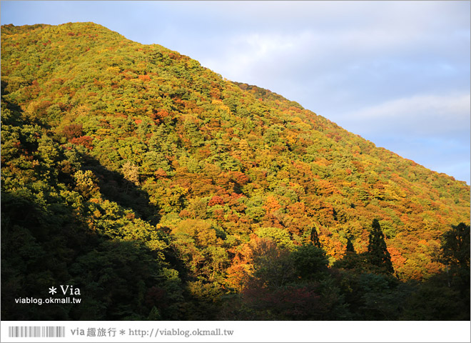 東北賞楓景點》秋田抱返溪谷～山林間美好的溪谷景觀！秋天滿是紅葉時最美