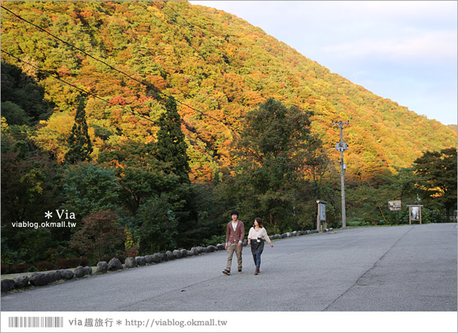 東北賞楓景點》秋田抱返溪谷～山林間美好的溪谷景觀！秋天滿是紅葉時最美