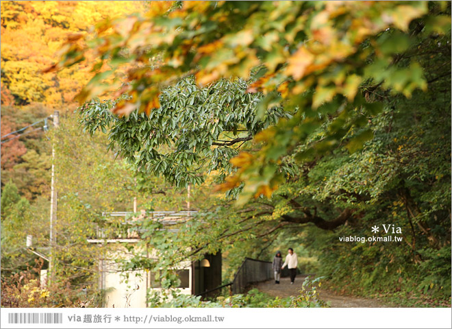 東北賞楓景點》秋田抱返溪谷～山林間美好的溪谷景觀！秋天滿是紅葉時最美