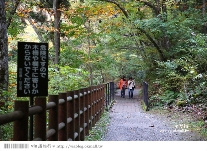 東北賞楓景點》秋田抱返溪谷～山林間美好的溪谷景觀！秋天滿是紅葉時最美