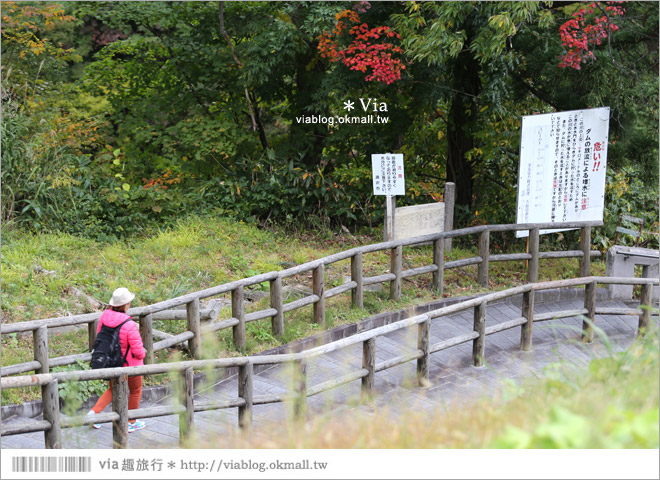 秋田紅葉景點》小安峽溫泉～有著大噴湯峽谷美景的紅葉溫泉鄉！