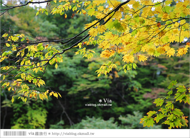 秋田紅葉景點》小安峽溫泉～有著大噴湯峽谷美景的紅葉溫泉鄉！