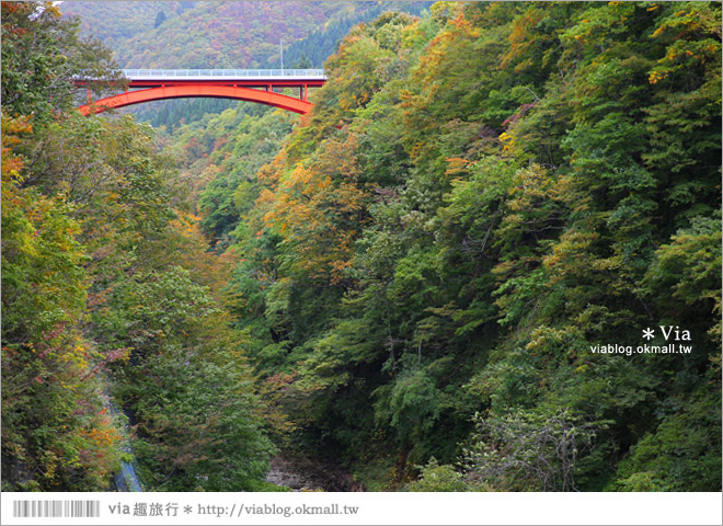 秋田紅葉景點》小安峽溫泉～有著大噴湯峽谷美景的紅葉溫泉鄉！