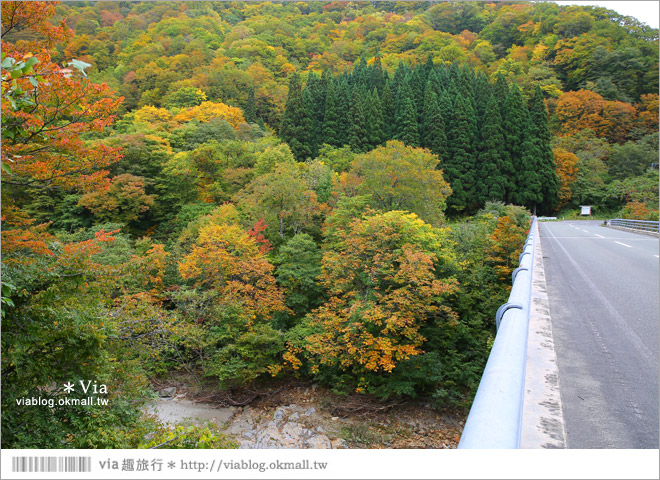 秋田紅葉景點》小安峽溫泉～有著大噴湯峽谷美景的紅葉溫泉鄉！