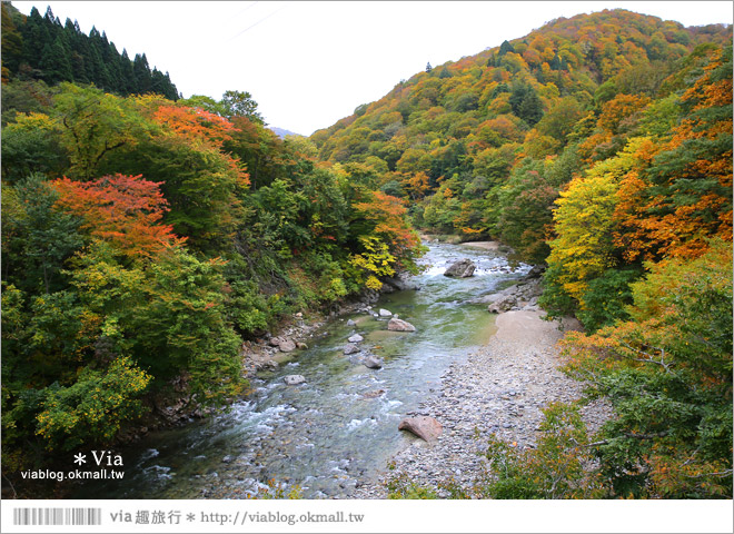 秋田紅葉景點》小安峽溫泉～有著大噴湯峽谷美景的紅葉溫泉鄉！