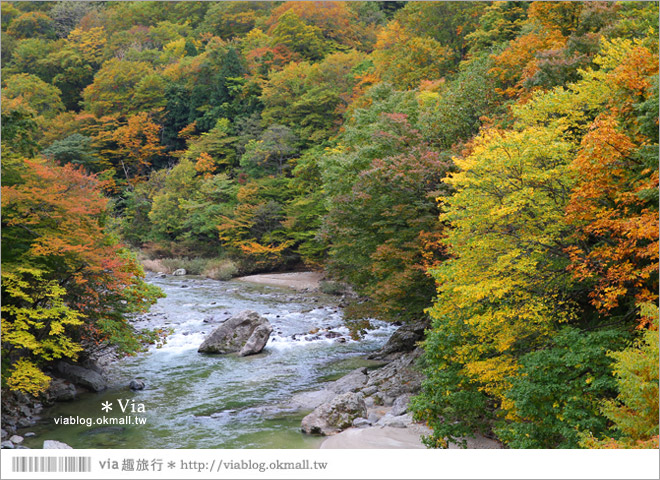 秋田紅葉景點》小安峽溫泉～有著大噴湯峽谷美景的紅葉溫泉鄉！