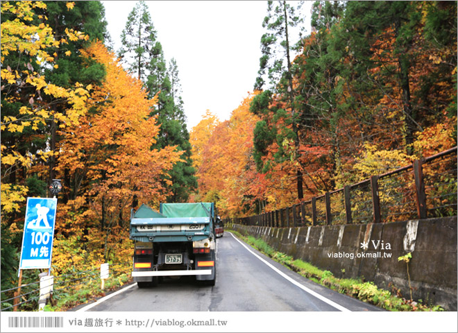 東北賞楓推薦》秋田國道341號～又是一條爆炸美的紅葉公路！一山又一山的秋紅相伴