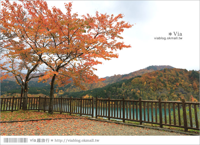 東北賞楓推薦》秋田國道341號～又是一條爆炸美的紅葉公路！一山又一山的秋紅相伴