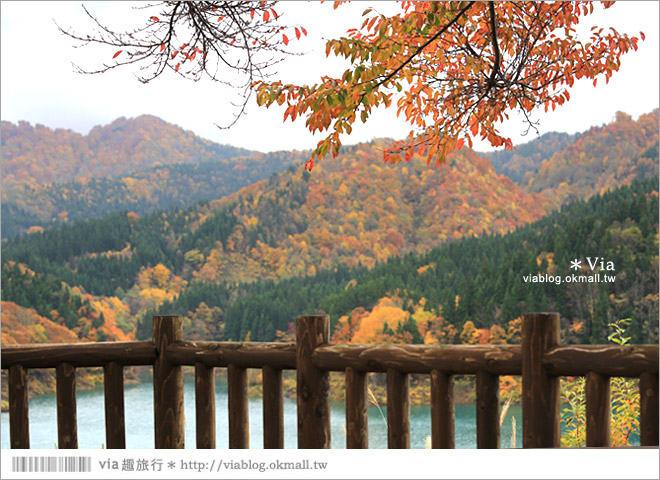 東北賞楓推薦》秋田國道341號～又是一條爆炸美的紅葉公路！一山又一山的秋紅相伴