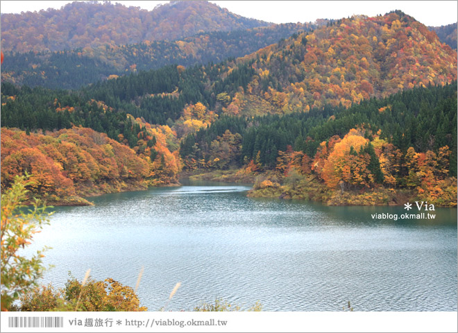 東北賞楓推薦》秋田國道341號～又是一條爆炸美的紅葉公路！一山又一山的秋紅相伴