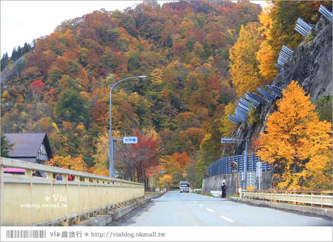 東北賞楓推薦》秋田國道341號～又是一條爆炸美的紅葉公路！一山又一山的秋紅相伴