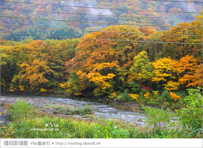 東北賞楓推薦》秋田國道341號～又是一條爆炸美的紅葉公路！一山又一山的秋紅相伴