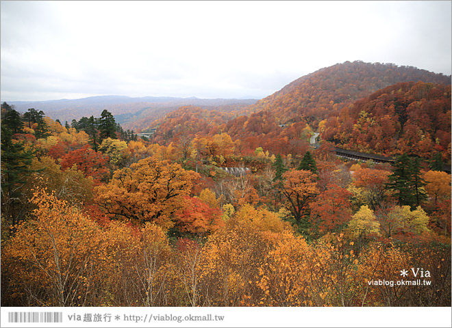 東北賞楓推薦》秋田國道341號～又是一條爆炸美的紅葉公路！一山又一山的秋紅相伴