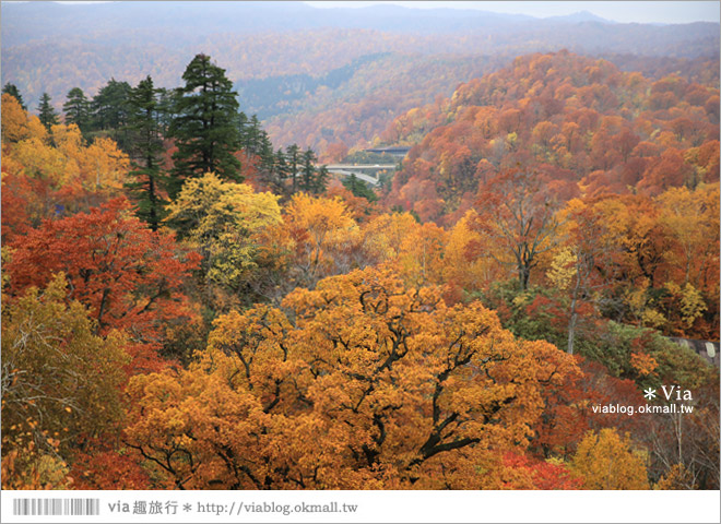 東北賞楓推薦》秋田國道341號～又是一條爆炸美的紅葉公路！一山又一山的秋紅相伴