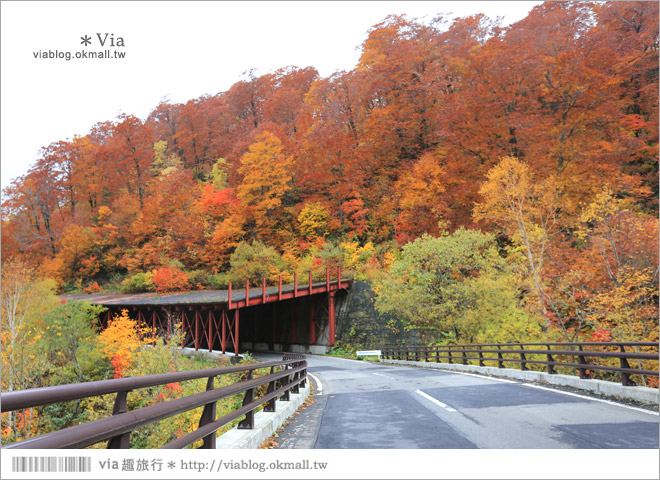 東北賞楓推薦》秋田國道341號～又是一條爆炸美的紅葉公路！一山又一山的秋紅相伴