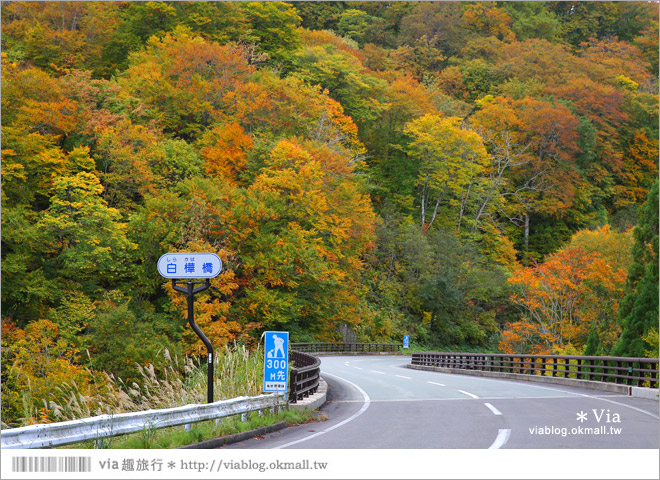 東北賞楓》秋田國道398號～不思議的紅葉公路！沿途紅葉美景相伴，處處都是美炸的景色