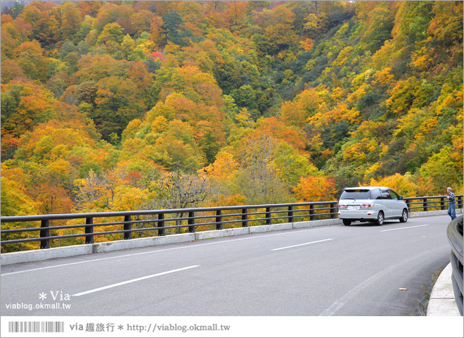 東北賞楓》秋田國道398號～不思議的紅葉公路！沿途紅葉美景相伴，處處都是美炸的景色