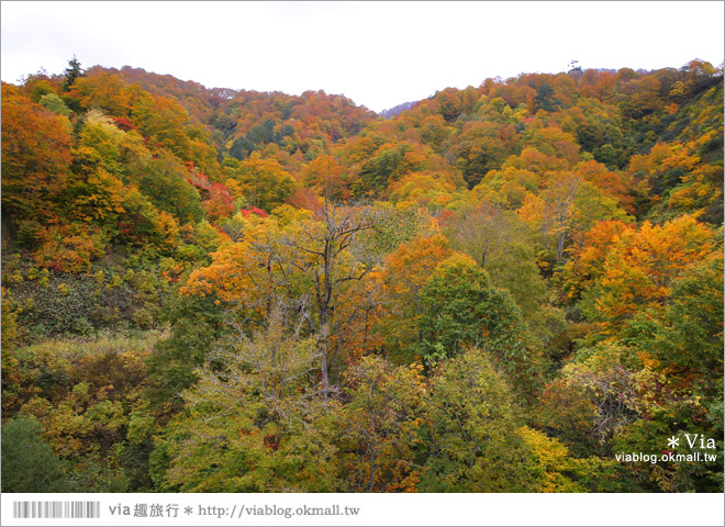 東北賞楓》秋田國道398號～不思議的紅葉公路！沿途紅葉美景相伴，處處都是美炸的景色