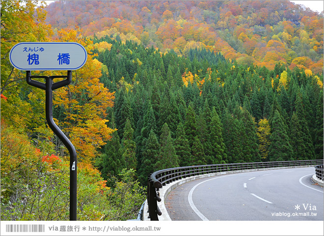 東北賞楓》秋田國道398號～不思議的紅葉公路！沿途紅葉美景相伴，處處都是美炸的景色