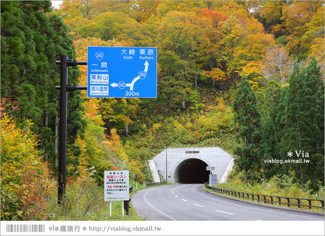 東北賞楓》秋田國道398號～不思議的紅葉公路！沿途紅葉美景相伴，處處都是美炸的景色