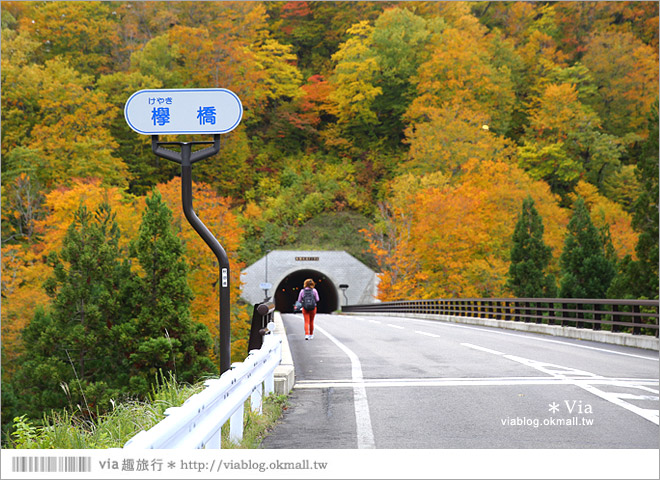 東北賞楓》秋田國道398號～不思議的紅葉公路！沿途紅葉美景相伴，處處都是美炸的景色