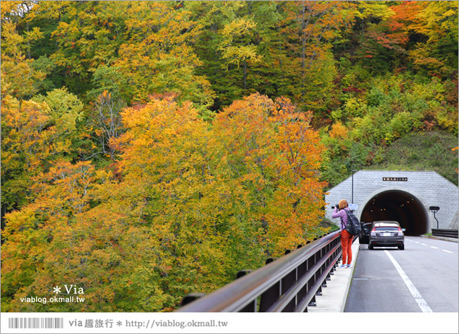 東北賞楓》秋田國道398號～不思議的紅葉公路！沿途紅葉美景相伴，處處都是美炸的景色