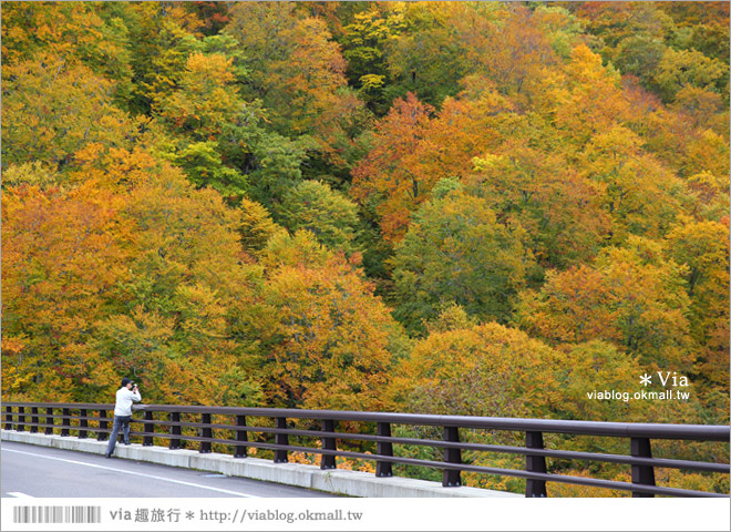 東北賞楓》秋田國道398號～不思議的紅葉公路！沿途紅葉美景相伴，處處都是美炸的景色