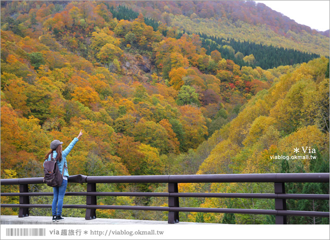 東北賞楓》秋田國道398號～不思議的紅葉公路！沿途紅葉美景相伴，處處都是美炸的景色