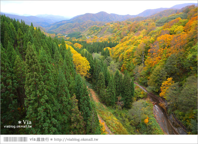 東北賞楓》秋田國道398號～不思議的紅葉公路！沿途紅葉美景相伴，處處都是美炸的景色