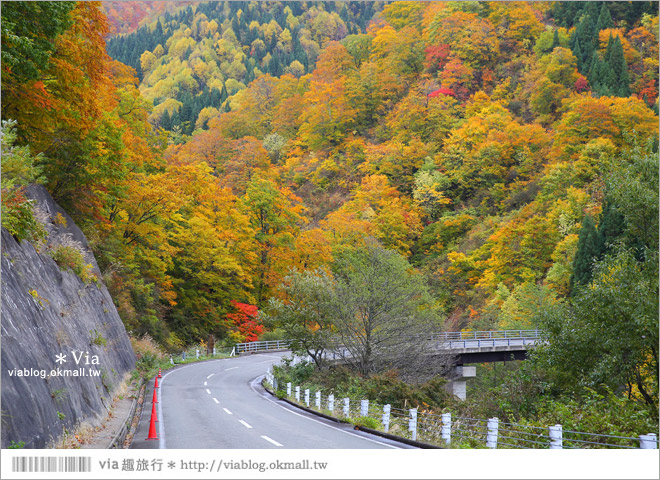 東北賞楓》秋田國道398號～不思議的紅葉公路！沿途紅葉美景相伴，處處都是美炸的景色