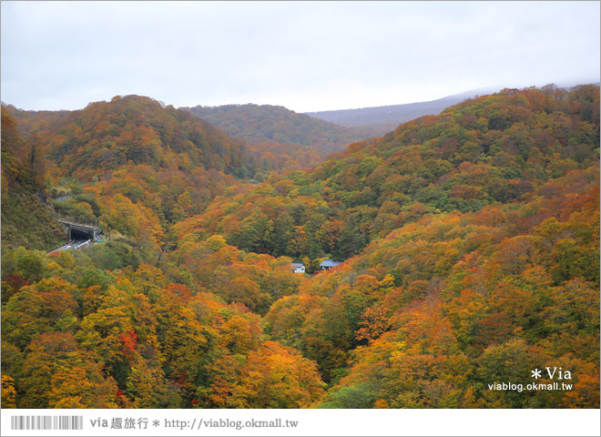 東北賞楓》秋田國道398號～不思議的紅葉公路！沿途紅葉美景相伴，處處都是美炸的景色