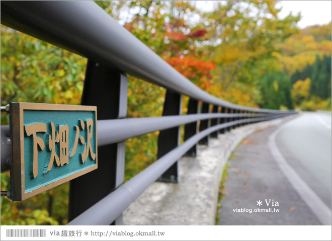 東北賞楓》秋田國道398號～不思議的紅葉公路！沿途紅葉美景相伴，處處都是美炸的景色