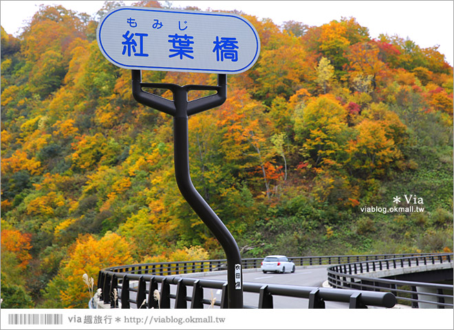 東北賞楓》秋田國道398號～不思議的紅葉公路！沿途紅葉美景相伴，處處都是美炸的景色