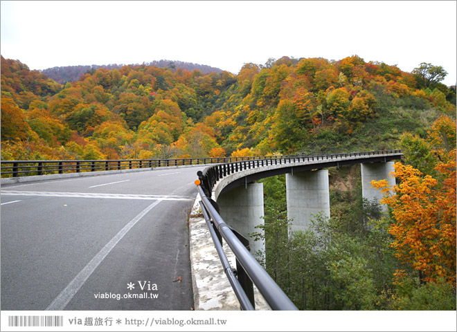 東北賞楓》秋田國道398號～不思議的紅葉公路！沿途紅葉美景相伴，處處都是美炸的景色