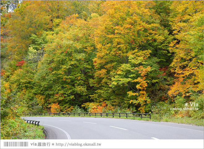 東北賞楓》秋田國道398號～不思議的紅葉公路！沿途紅葉美景相伴，處處都是美炸的景色