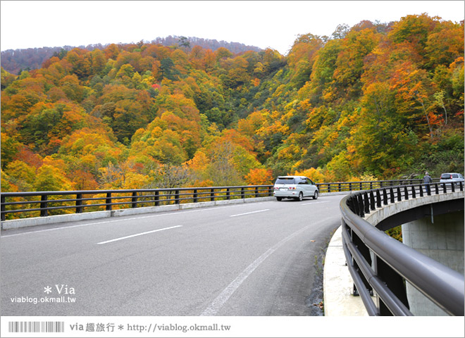 東北賞楓》秋田國道398號～不思議的紅葉公路！沿途紅葉美景相伴，處處都是美炸的景色