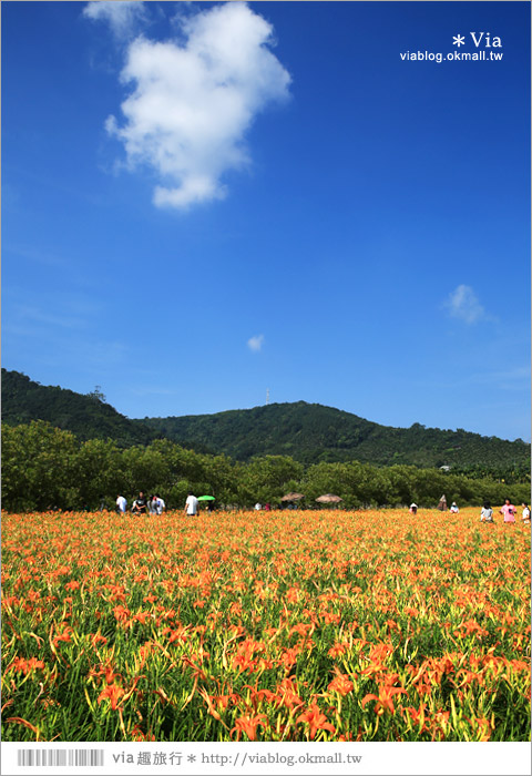 日月潭金針花》南投金針花海～在山裡的一大片澄黃花海盛夏登場！盛開ing….