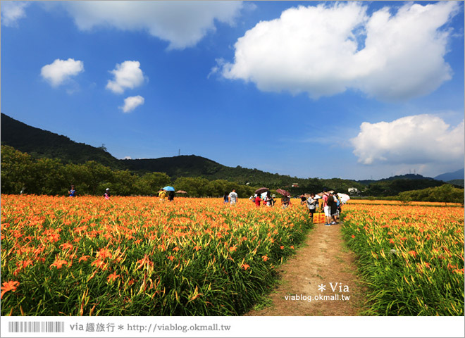 日月潭金針花》南投金針花海～在山裡的一大片澄黃花海盛夏登場！盛開ing….